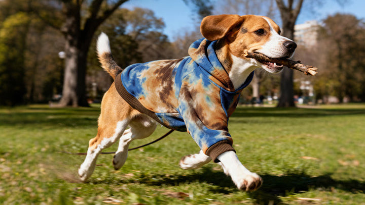 Dogs and ‘Down Syndrome’: Understanding Special-Needs Pets