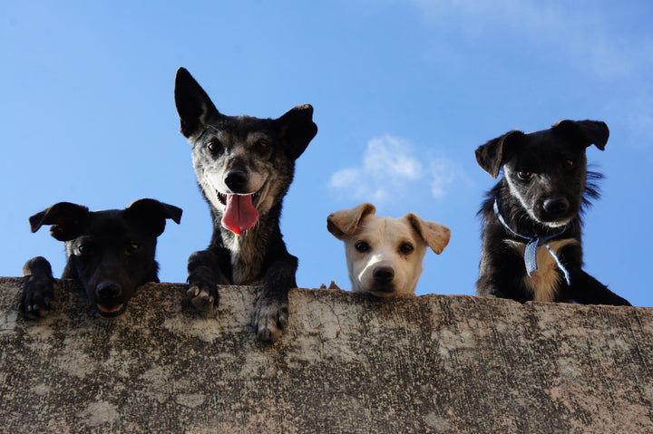 A Big Day for Tiny Pups: Celebrating National Dog Day 2026