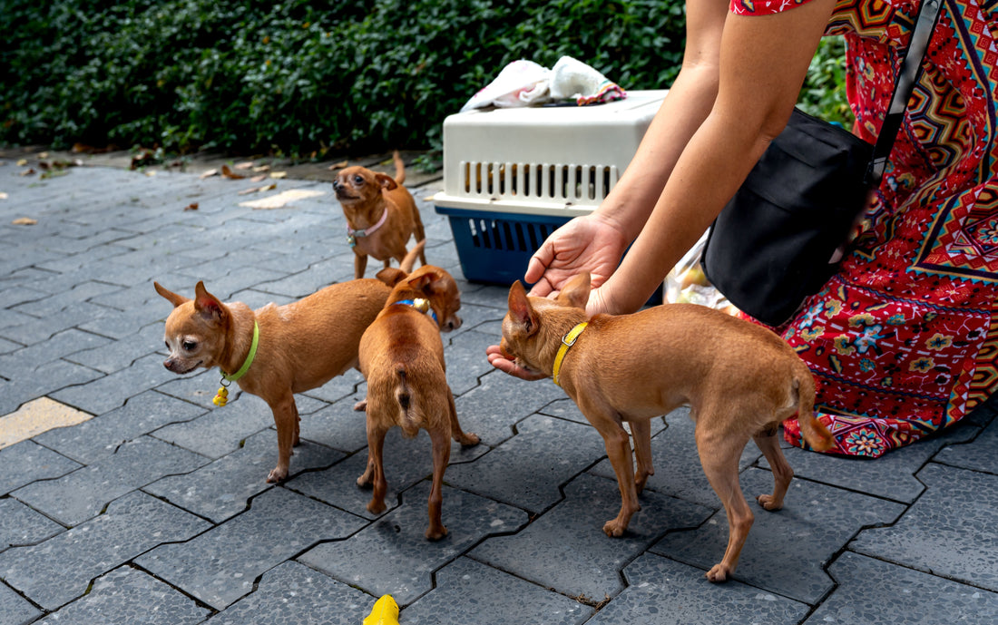 Adopting a Chihuahua: A First-Time Owner’s Guide to Care