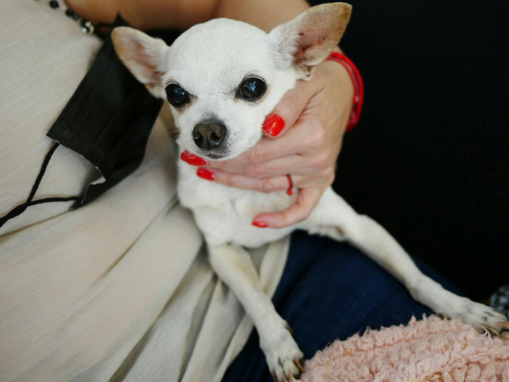 Can Chihuahuas Wear Dresses in Summer?