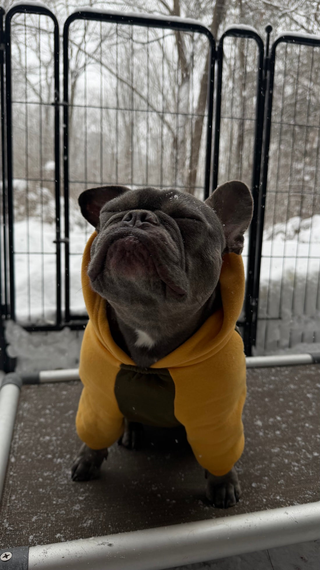 Do Pugs Shed More Than French Bulldogs?