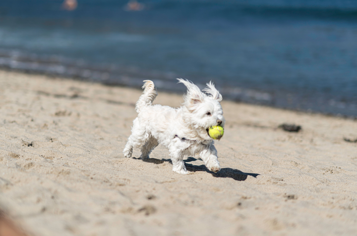 Dog-Friendly Parks Near the Beach: Best Summer Spots for You