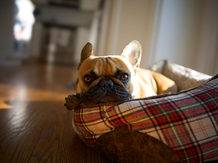 Helping Your Dog Transition During a Move: The Ultimate Stress-Free Survival Guide
