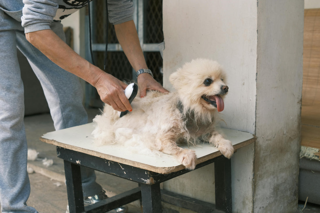 How to Keep Dog Hair Off Your Clothes This Summer