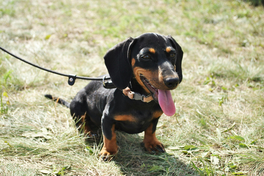 How to Pack the Perfect Summer Adventure Bag for Your Dog