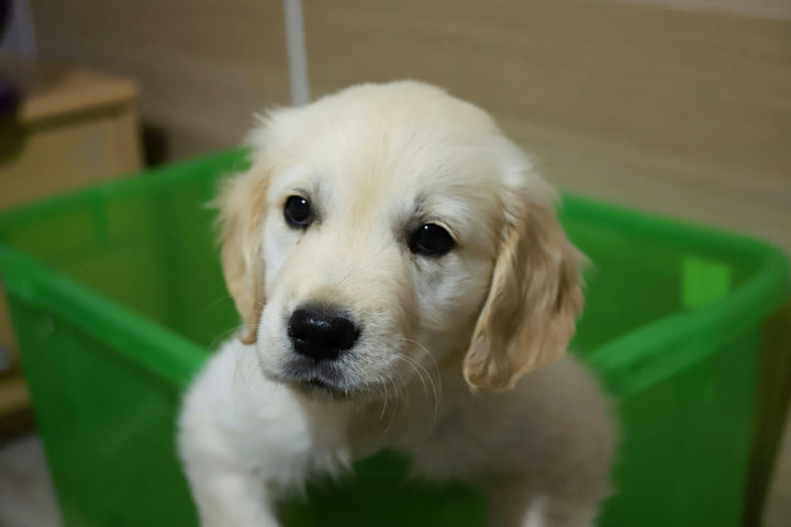 How to Potty Train a Puppy: 4 Proven Methods Every Pet Parent Needs