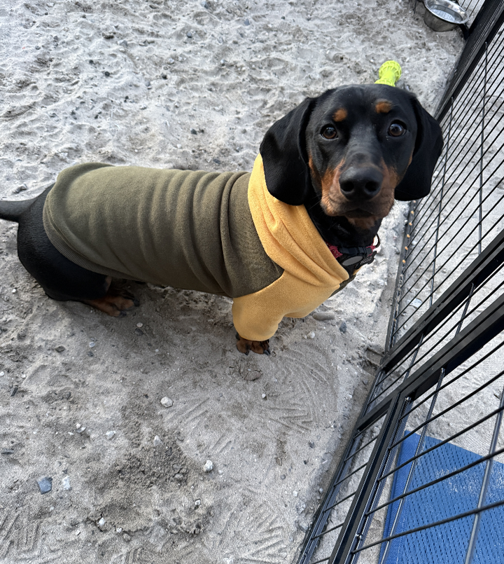 Spring Wardrobe: Light Layers Your Pup Will Actually Love