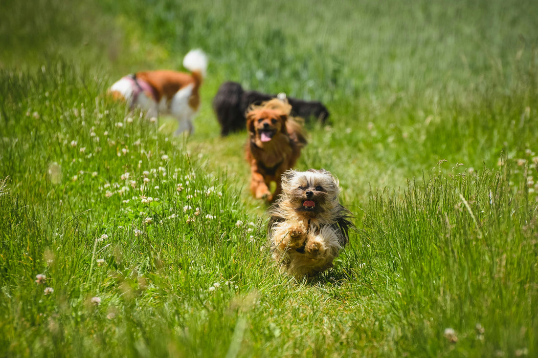 Tiny Paws, Big Risks: Spring Tick & Pest Prevention for Small Dogs