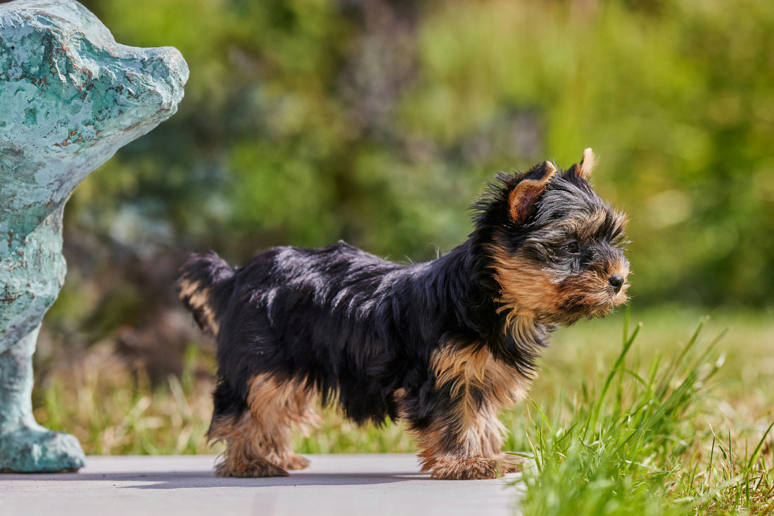 The Anxious Dog Owner's Complete Guide to Hiking Together