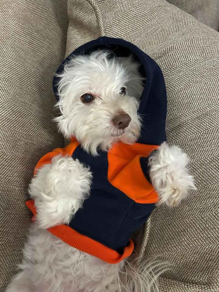 The Benefits of Warm Clothes for Small Dogs with Arthritis