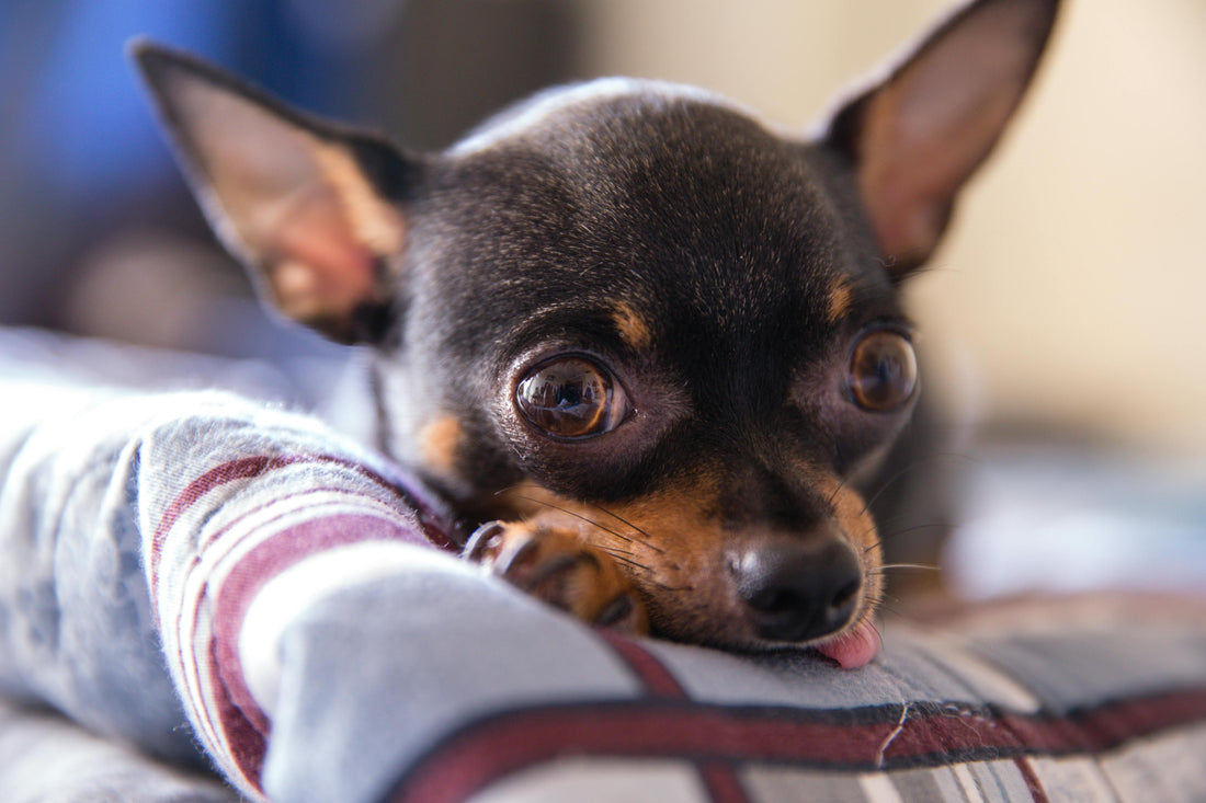 Is My Chihuahua Actually Shivering or Just Judging Me?