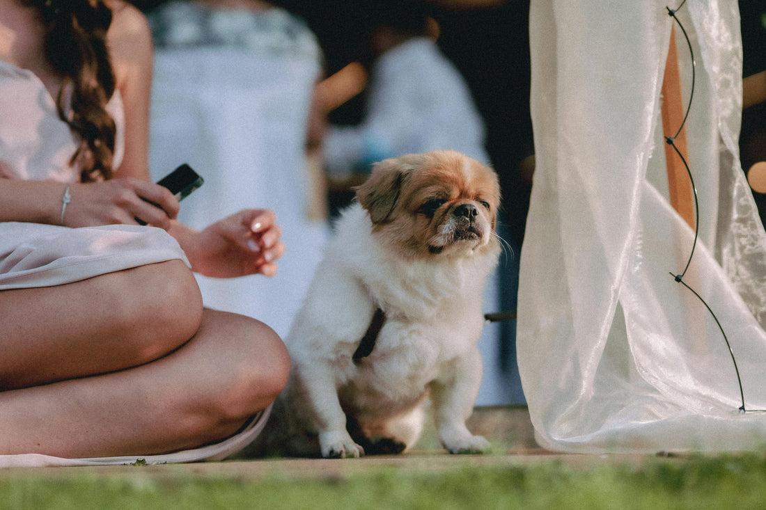 We Tried Planning a Wedding With Our Dog — Here’s What Actually Worked