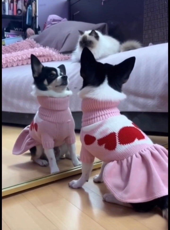 Why Are Chihuahuas So Mean? The Truth Behind That Big Attitude