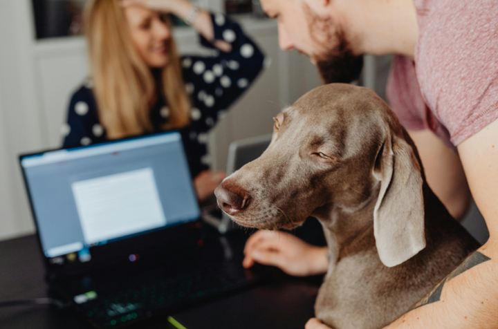 Your Ultimate 2026 Take Your Pet to Work Week Guide