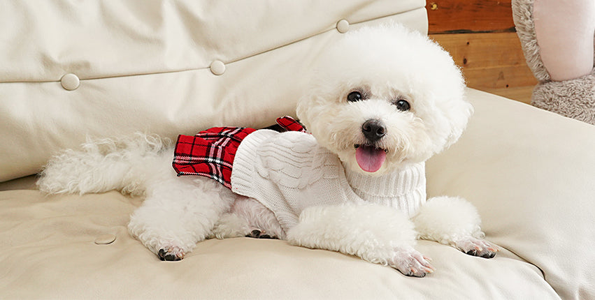 modern armchair with stylish pet carriers and a relaxed dog in soft sunlight