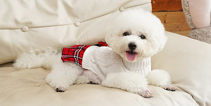 modern armchair with stylish pet carriers and a relaxed dog in soft sunlight