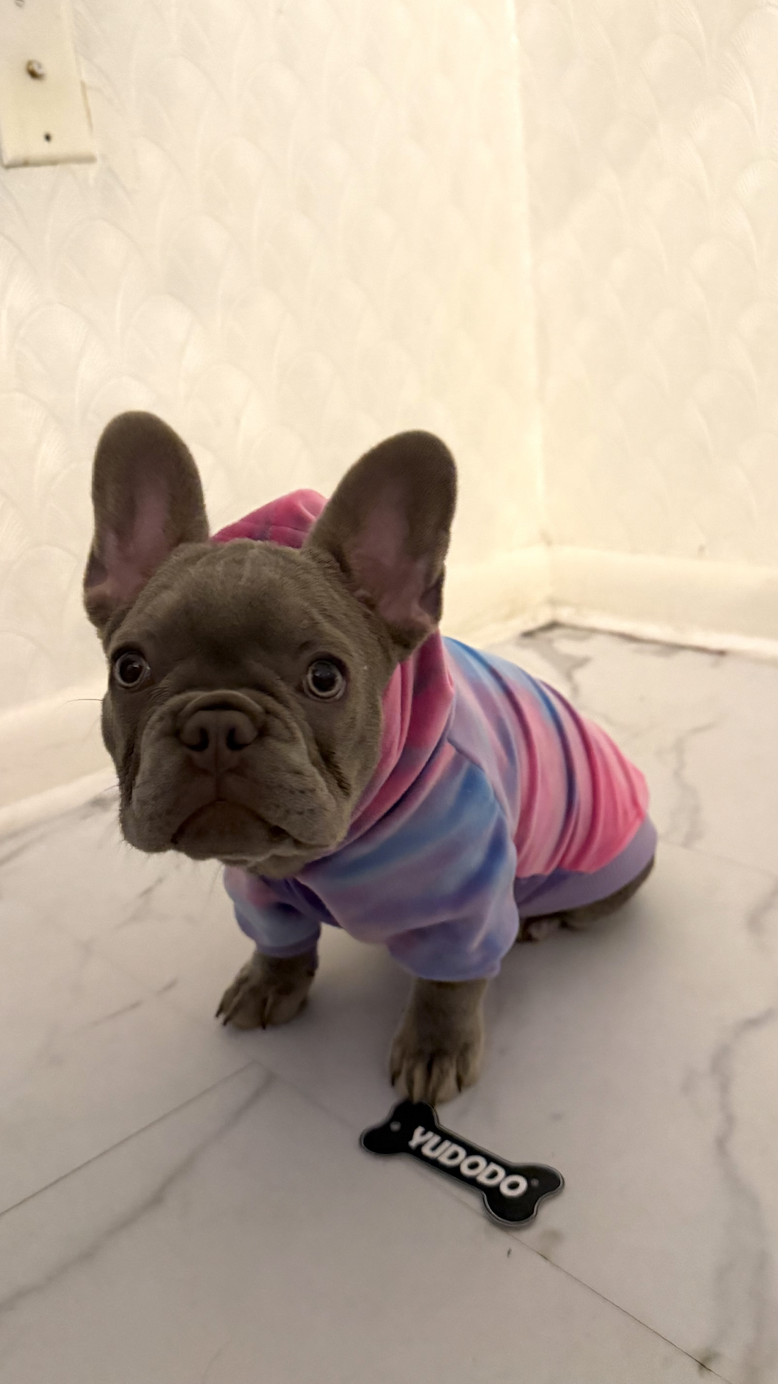 French Bulldog vs. Boston Terrier: Which Breed Is Right for You?
