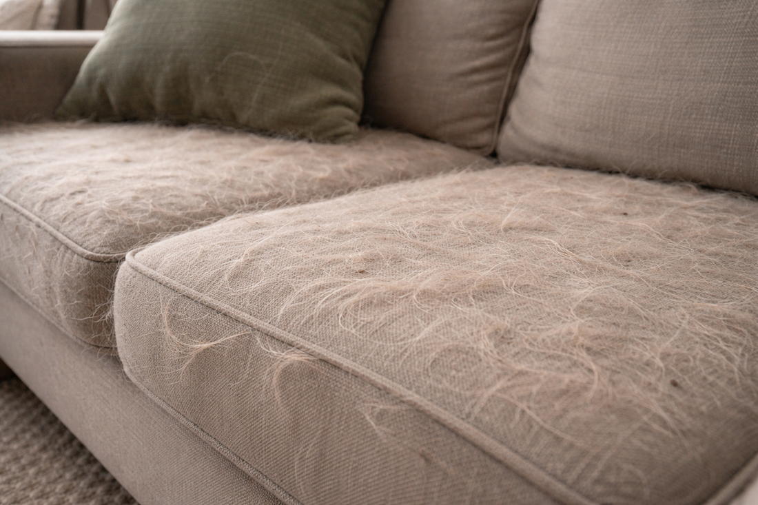 Dog Shedding: Why Dog Clothing is a Game Changer for Your Home