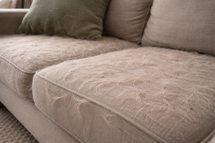 Dog Shedding: Why Dog Clothing is a Game Changer for Your Home