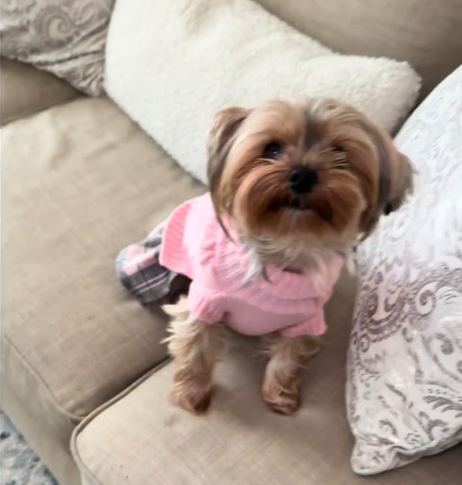 How to Care for a Yorkie: A Practical Guide for First-Time Owners
