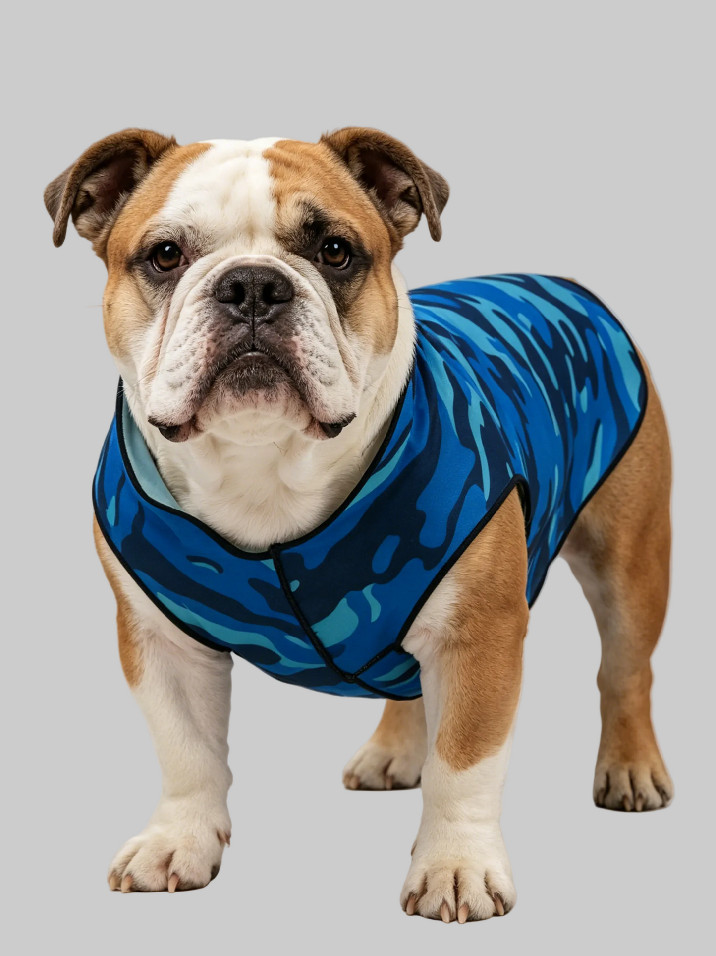 dog clothes